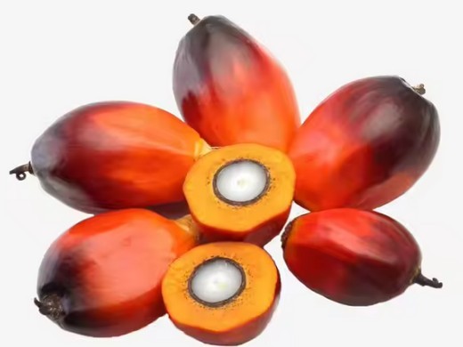 denkil palm oil mill klang in Egypt